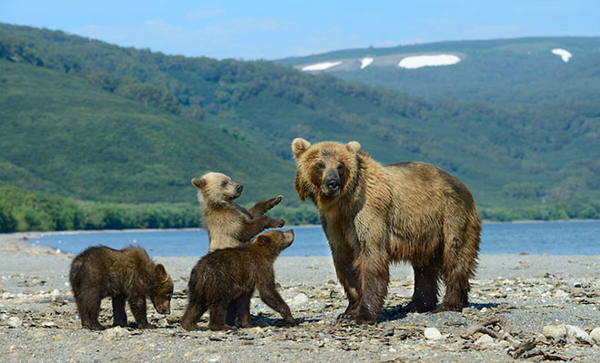 Люди загорали на пляже в Сибири, когда из Тайги вышли медведи и тоже устроили отдых: видео