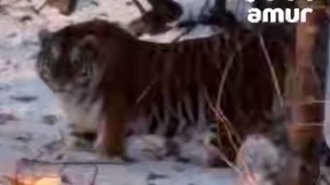 Самый длинный ролик в истории нашли на YouTube