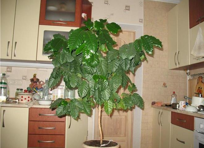 Комнатные растения в интерьере квартиры (112 фото)