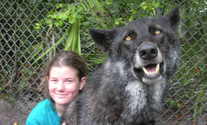 Женщина увидела на обочине волчонка и приютила. Он начал расти, а через год стал в полтора раза крупнее лесных волков