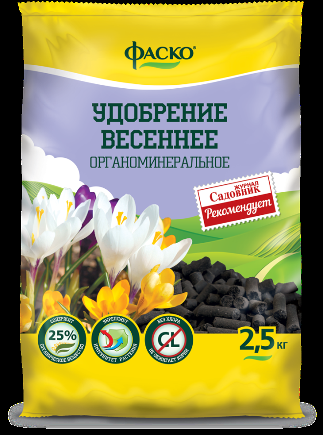 «Седой» цветок или прекрасное комнатное растение цинерария (61 фото)