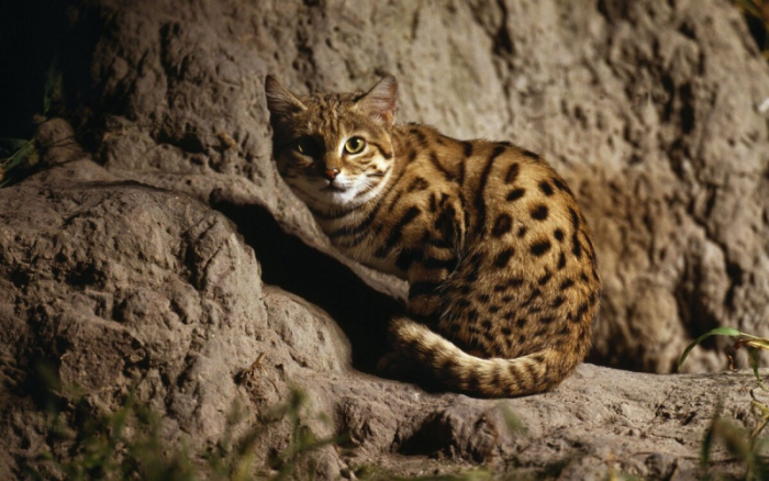 Не верьте милой мордочке: этот зверь, убивает каждые 50 минут