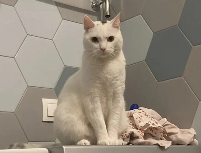 Питомцы, которые не знают границ