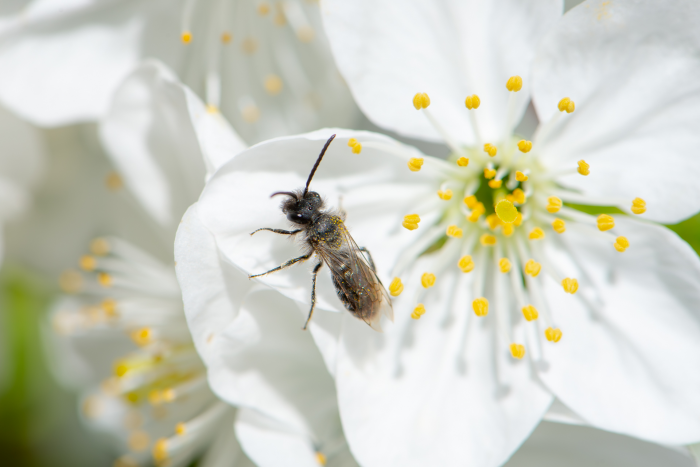 Записки астраханского натуралиста. Для кого цветут сады?