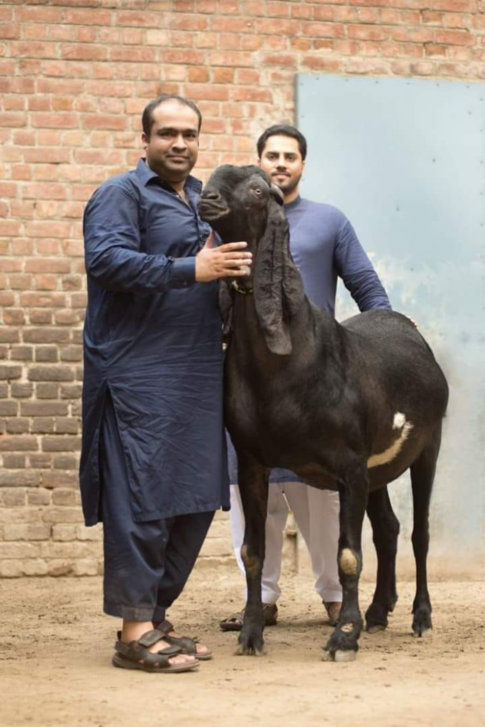 Дамасские козы: странная красота и практическая ценность