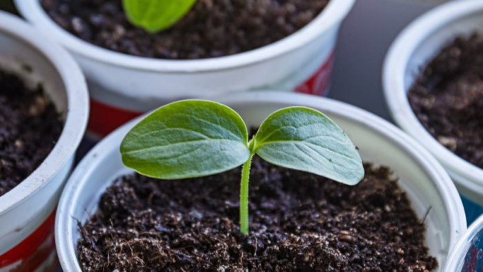 Семь проверенных культур для апрельского посева