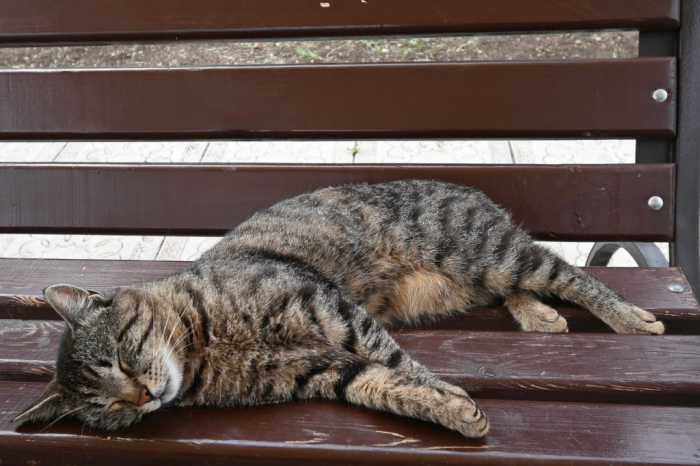 Погода 12 февраля: днём до +13