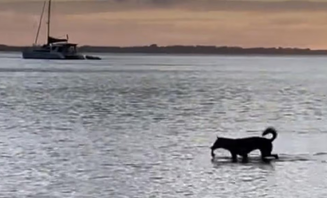 Туристы оставили лодку без присмотра на якоре. Почти сразу приплыла собака и стащила сумку с едой