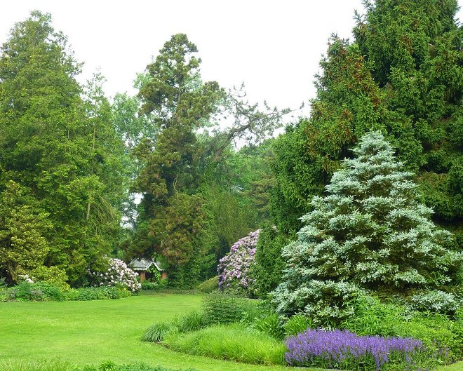 Хвойные растения для сада: выбираем самые неприхотливые культуры (65 фото)