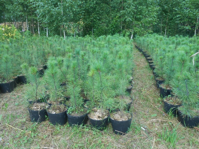 Хвойные растения для сада: выбираем самые неприхотливые культуры (65 фото)