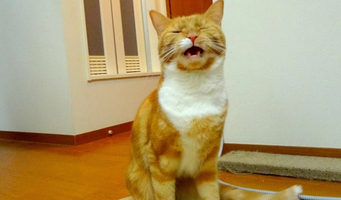 9 самых странных привычек кошек: зачем они так поступают