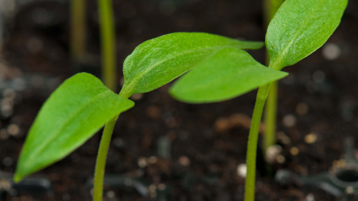 Что делать с вытянувшейся весенней рассадой