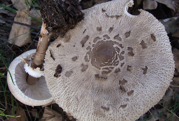 Гриб-зонтик: описание, фото, рецепты. Где и как собирать, что приготовить