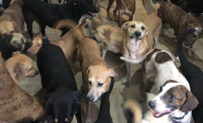 Мужчина решил помочь животным укрыться от урагана и пустил домой 300 собак