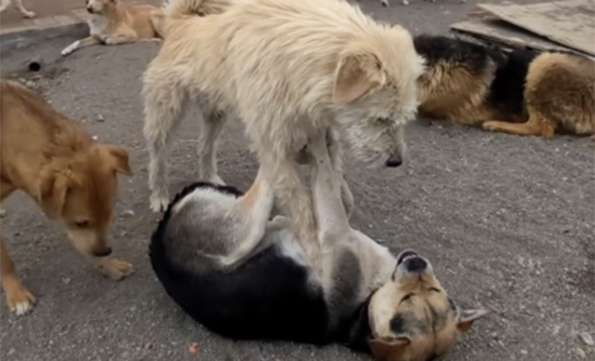 Невзрачный пес стал альфа-вожаком в стае волкодавов. Усмиряет всех одним видом: видео