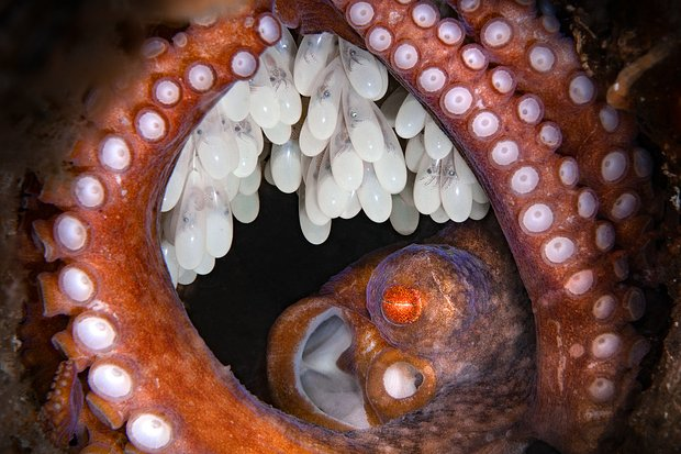 Неземные пейзажи, грибные зомби и нескончаемая борьба за жизнь. Ни на что не похожий мир — на снимках лучших фотографов