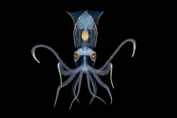 Неземные пейзажи, грибные зомби и нескончаемая борьба за жизнь. Ни на что не похожий мир — на снимках лучших фотографов