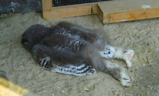 Как спят разные животные: совы лежат клювом вниз