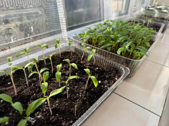 Рассада толщиной с палец без единой капли химии: нашла рецепт настоя из золы — делюсь с каждым