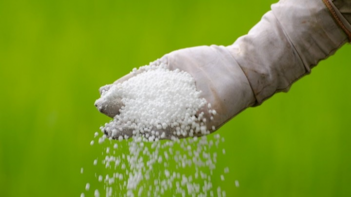 Весенняя подкормка гортензии: эффективная схема для пышного цветения