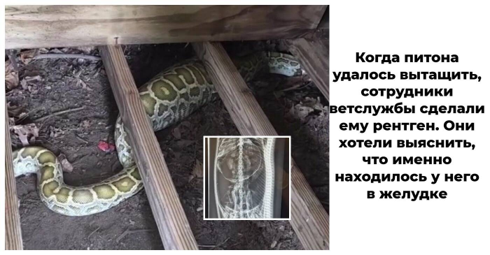 Семья обнаружила 2,5-метрового питона под своим сараем: рентген показал, что он съел, и от этого стало еще хуже