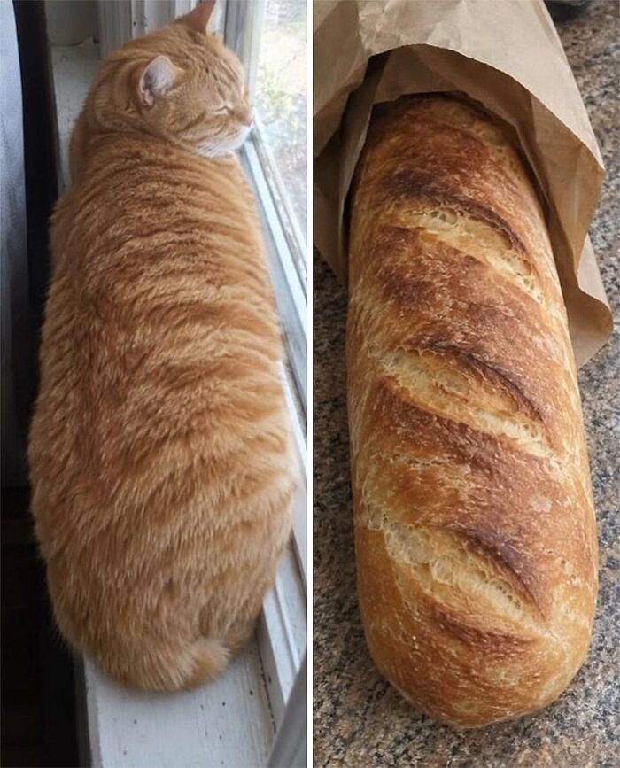 Коты похожи на еду: подборка фотографий