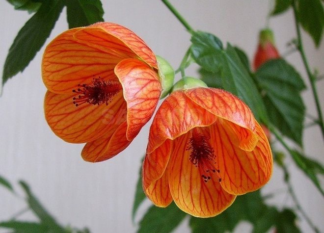 Комнатные растения в интерьере квартиры (112 фото)