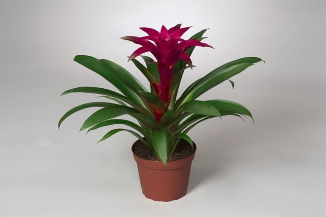 Комнатные растения в интерьере квартиры (112 фото)