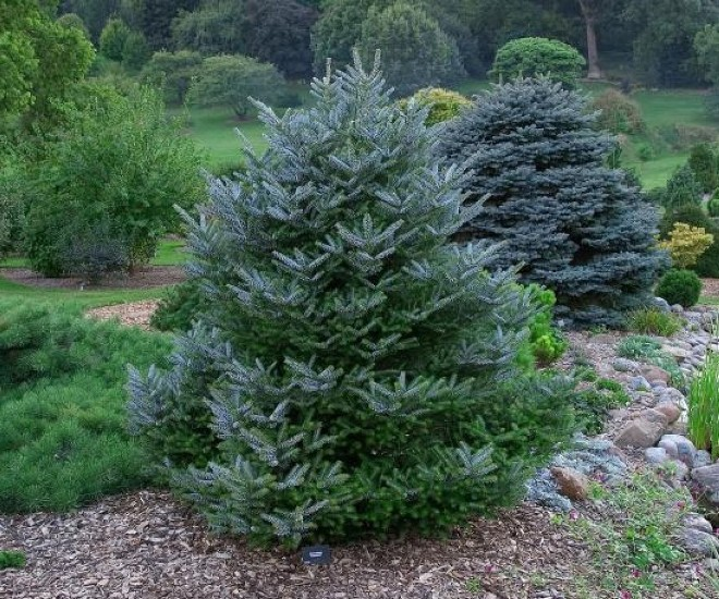 Хвойные растения для сада: выбираем самые неприхотливые культуры (65 фото)