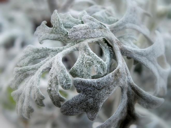 «Седой» цветок или прекрасное комнатное растение цинерария (61 фото)