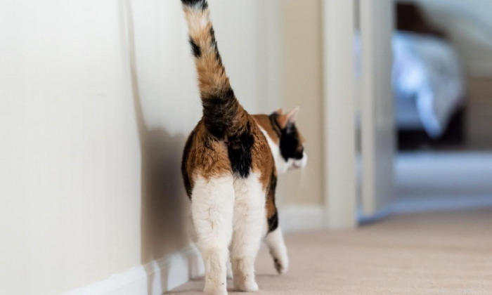 Почему кошка показывает спину: что означает «поворот попой» и как на него реагировать