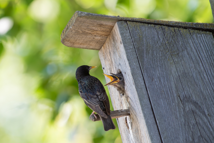 Записки астраханского натуралиста. Скворцы, вестники весны