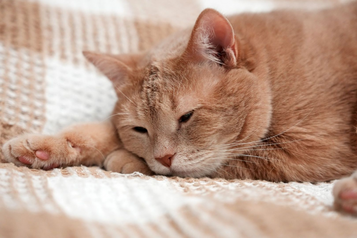 Ветеринар Гольнева: аллергия вызывает острый зуд у собак и кошек