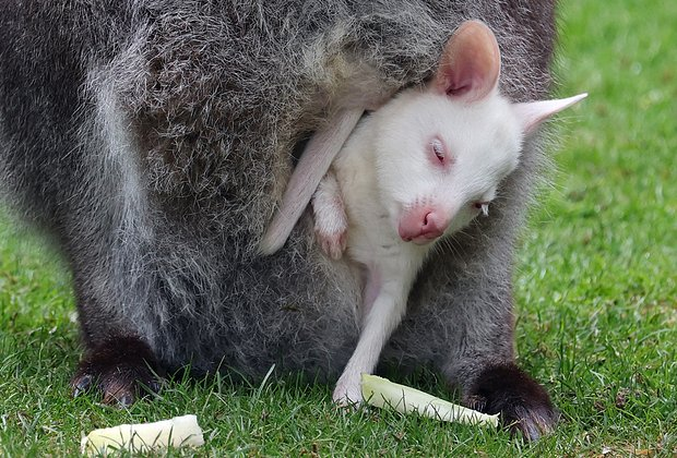 Кенгуру: что это за животное, как выглядит и опасно ли для людей