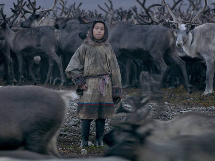 Фестиваль авторского кино охватила «Цинга»: Никита Ефремов пил оленью кровь, смотрел в глаза настоящему волку