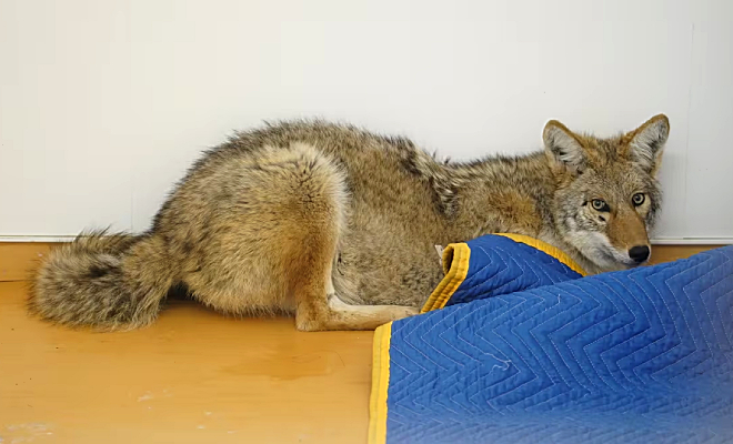 Водитель подобрал пса на обочине и повез к ветеринару. Очень скоро он понял, что на заднем сидении не собака, а волк