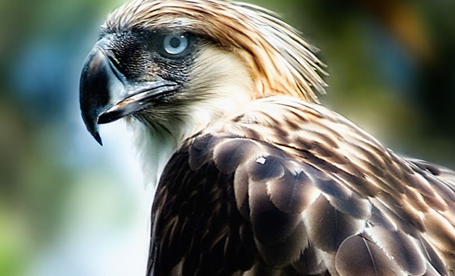 Зоолог замаскировался в орла, чтобы покормить отказывающегося от еды орленка: видео