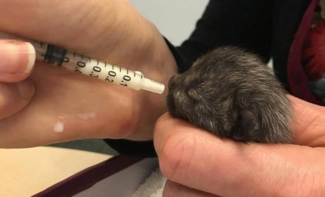 Девушка думала, что спасла милого котенка, но через 3 месяца он полностью сменил цвет и поведение