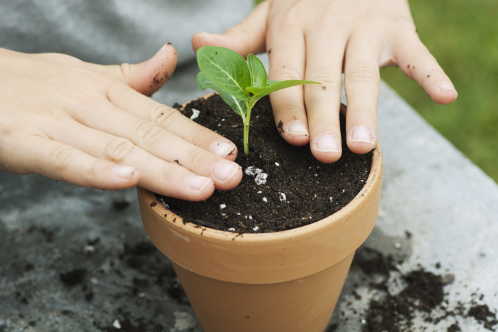 Перец, помидоры, сельдерей и лук-порей: эксперты рассказали, какие растения можно сеять на рассаду в феврале