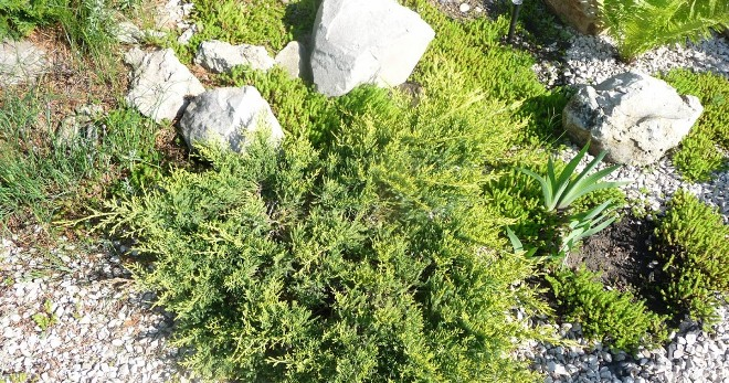 Хвойные растения для сада: выбираем самые неприхотливые культуры (65 фото)