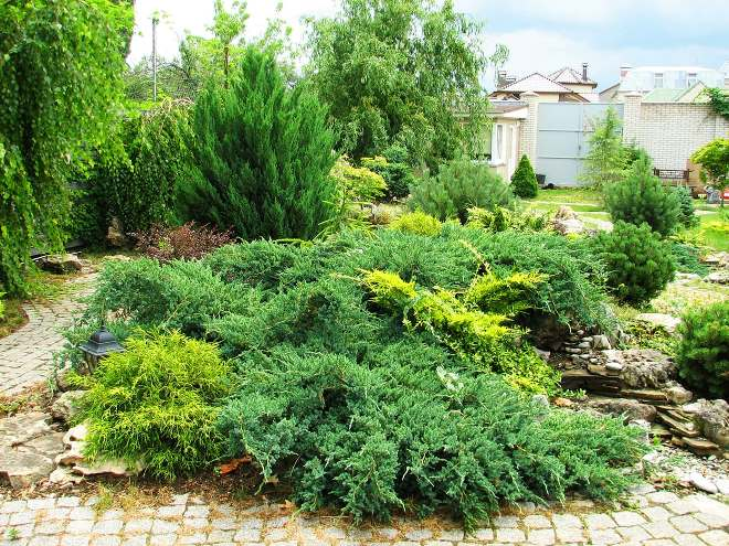 Хвойные растения для сада: выбираем самые неприхотливые культуры (65 фото)