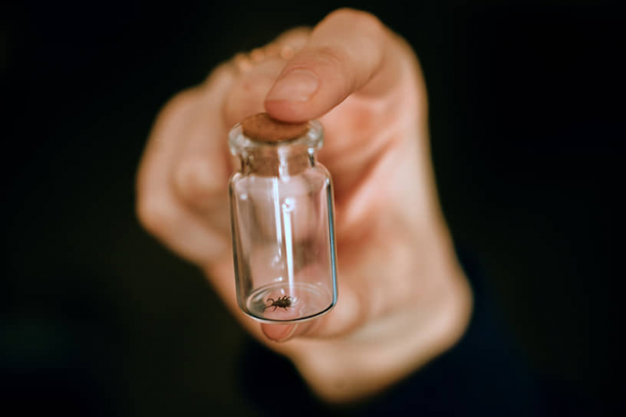 Клещи открывают сезон прививок.