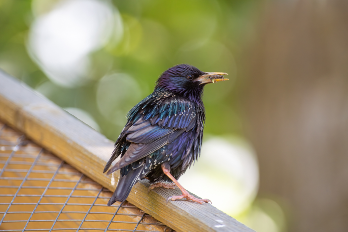 Записки астраханского натуралиста. Скворцы, вестники весны