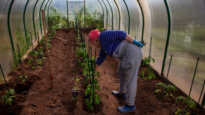 Как спланировать огород: севооборот, правильное соседство и требования растений