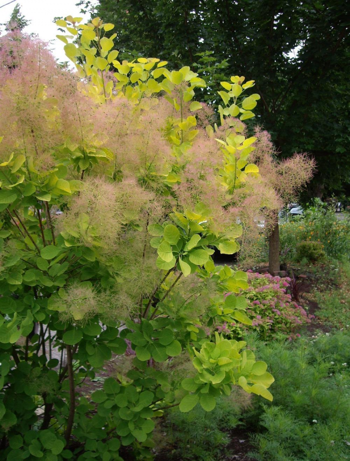 Неприхотливые декоративные кустарники в ландшафтном дизайне: фото и описания (56 фото)