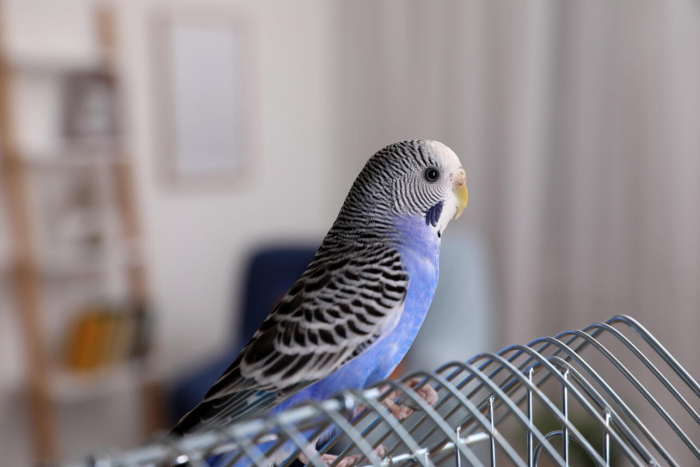 Дом для крыльев: как выбрать клетку для попугая и не пожалеть через месяц