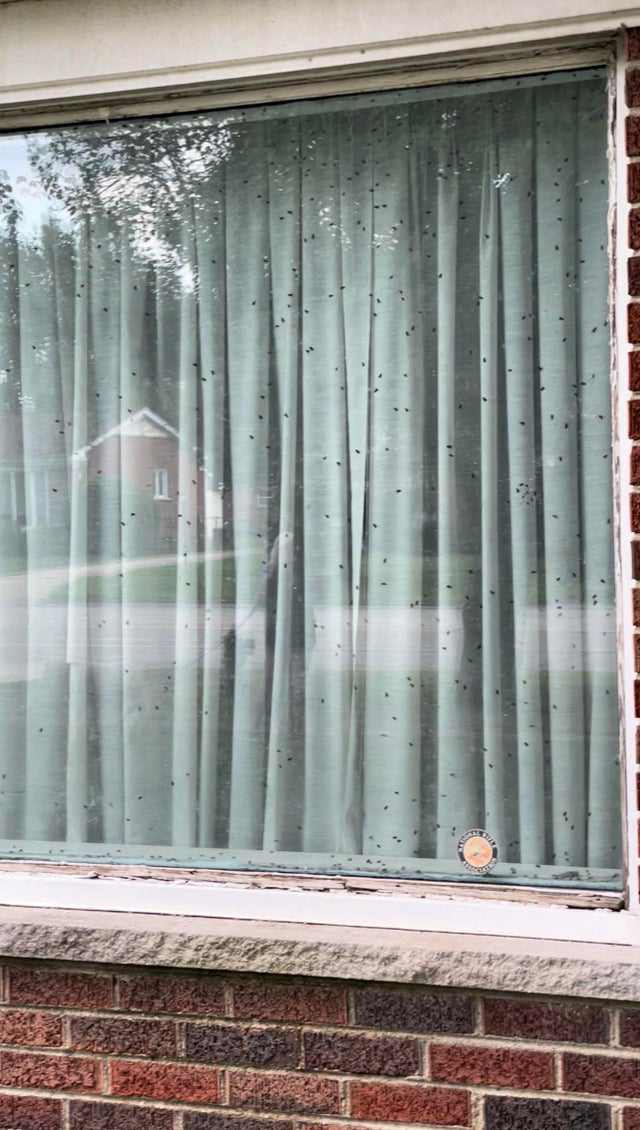 Парень заметил, что окно соседей постоянно занавешено и изнутри на стекле всегда сидят мухи. Он стал гадать, что внутри