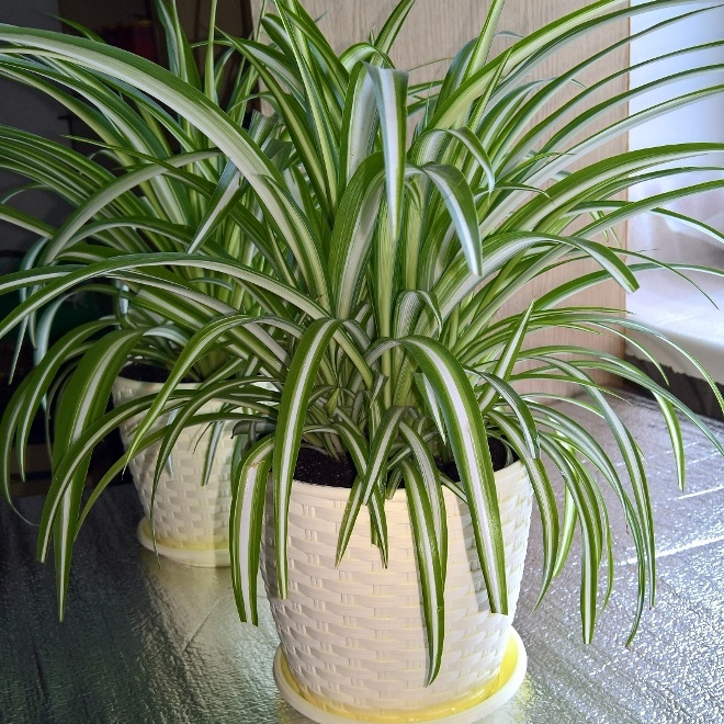 Цветы для спальни: на что обратить внимание при выборе (35 фото)