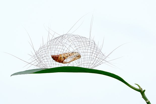 Неземные пейзажи, грибные зомби и нескончаемая борьба за жизнь. Ни на что не похожий мир — на снимках лучших фотографов