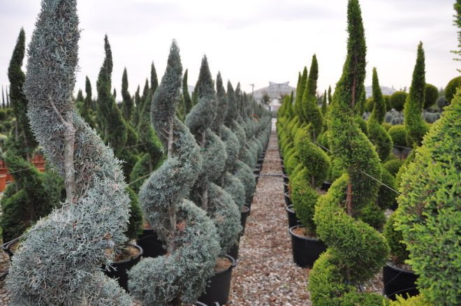 Хвойные растения для сада: выбираем самые неприхотливые культуры (65 фото)